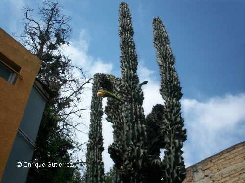 Cereus peruvianus mosntuosus