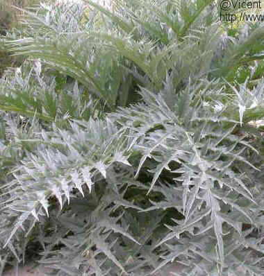 cardoon