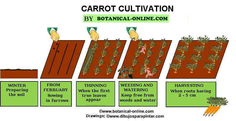 Cultivo de la zanahoria