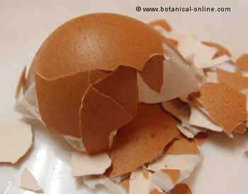 Egg shell