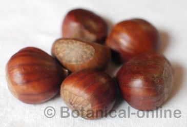 chestnuts