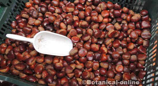 Chestnuts sold in a market 