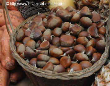 Raw chestnuts