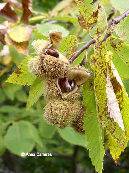 Leaves and fruits of chestnut