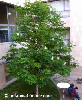 General aspect of a horse chestnut in a street 