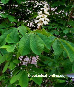 horse chestnut flowers and leaves