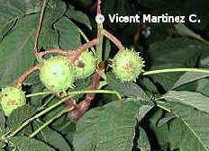 fruits of horse chesnut tree