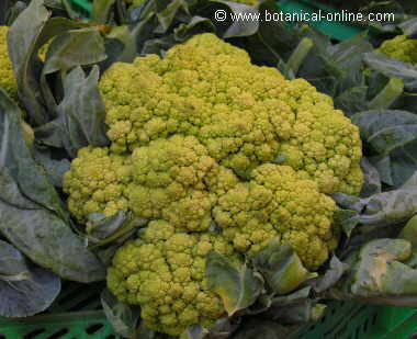 Cauliflower