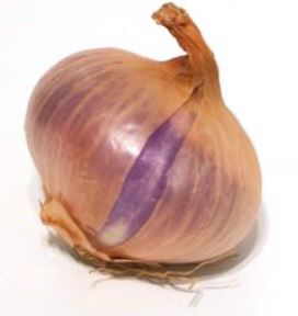 onion