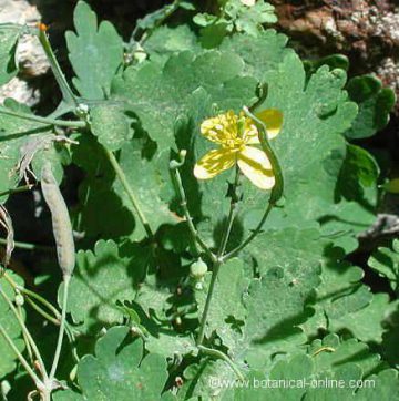 celandine