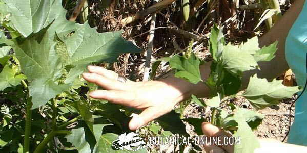 Jimson weed (Datura stramonium) (left) and pigweed (Chenopodium album) (right)