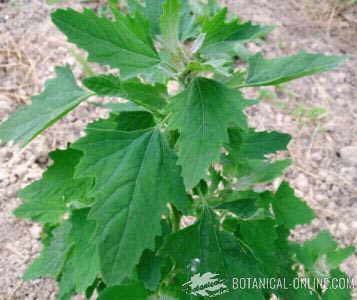 Pigweed plant
