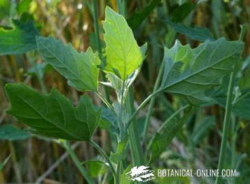 pigweed leaves