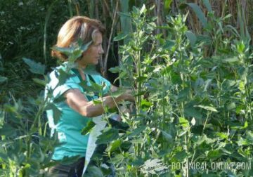 Harvesting pigweed leaves