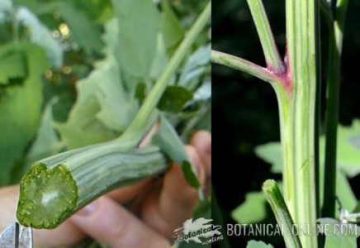 chenopodium album features