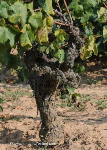 cultivated grape vine