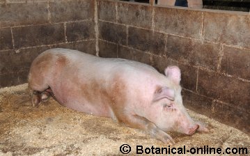 photo of pig
