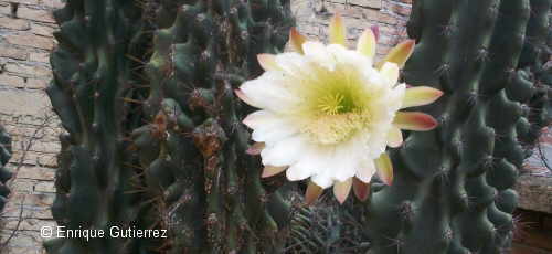 cactus flower