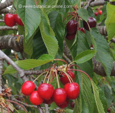 Foto de cerezas en el árbol