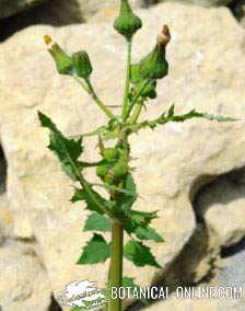 sonchus oleraceus flowers