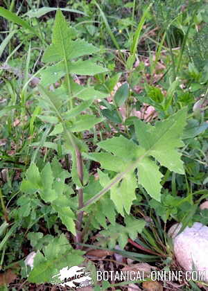 sonchus oleraceus