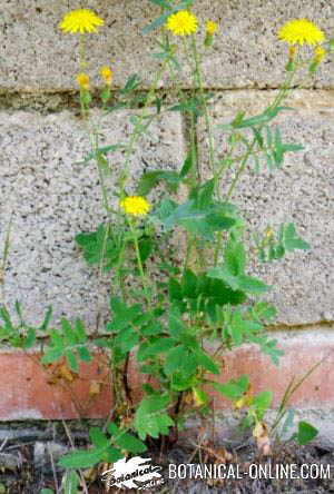 slender sowthistle Sonchus tenerrimus