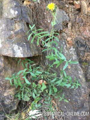 Slender sowthistle Sonchus tenerrimus