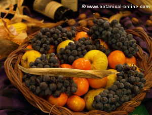 fruit basket