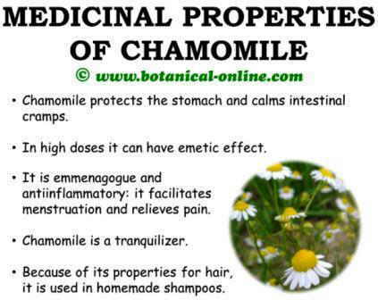 Medicinal properties of chamomile, benefits and curative