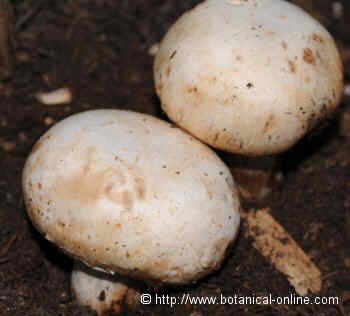 cultivated common mushroom