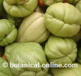 chayote