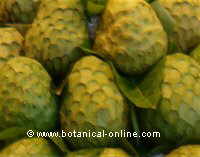 cherimoya