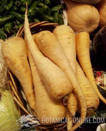 parsnips