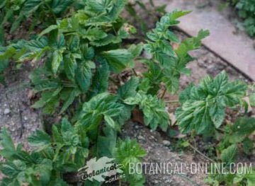 parsnip plant