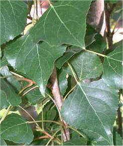 black poplar