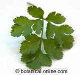 cilantro leaf