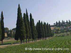 Cypresses along a pathway in Toscana