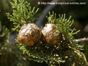 Cypress leaves and fruits