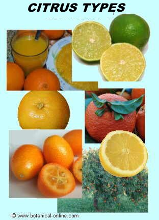 Citrus types