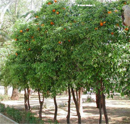 Citrus aurantium tree aspect