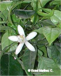 Citrus aurantium flower