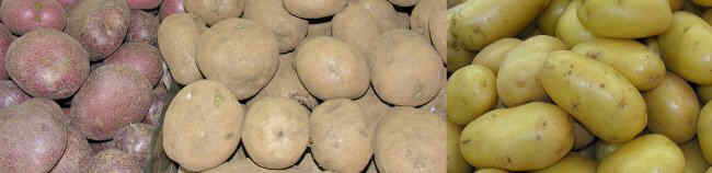 types of potatoes