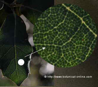 Leaf with chloroplasts