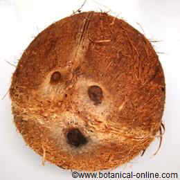 coconut seed