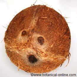 Coconut