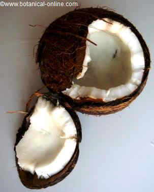 Open coconut seed