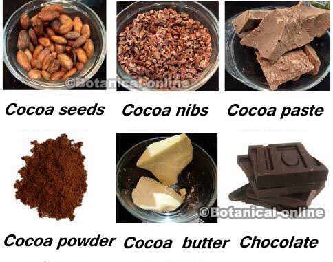 Different by-products of cocoa