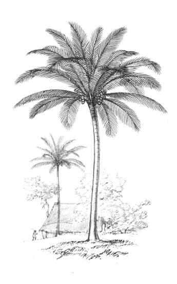 coconut palm