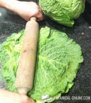 cabbage cataplasm