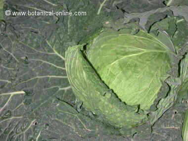 cabbage